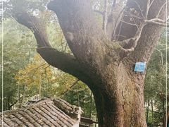 -塔川景区