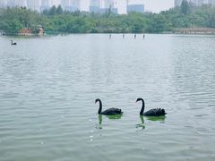 -五缘湾湿地公园