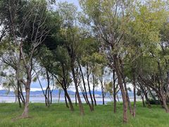 -洱海月湿地公园