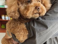 -艾贝尔宠物医院 ·内科全科(梁溪路店)