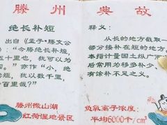 -微山湖红荷湿地景区