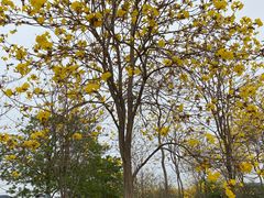 -天适樱花悠乐园