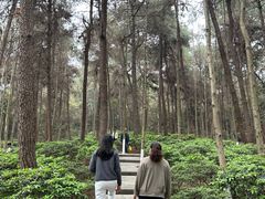 -铁山坪森林公园