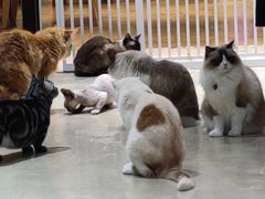 -藏猫猫咖啡主题馆(中央大道店)