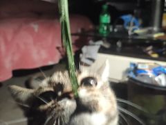-猫的天空之城概念书店(苏州平江店)
