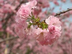 -天适樱花悠乐园