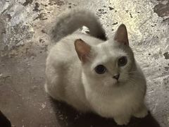 -猫猫幼稚园·撸猫·桌游·电玩