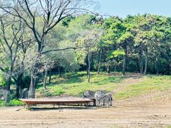 -沈阳森林动物园