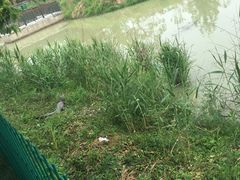 -中国扬子鳄村