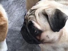 -豆柴町-柴犬主题狗咖(红鼎国际C座店)