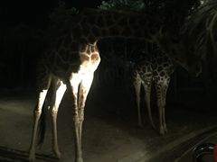 -清迈夜间动物园