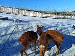 -北京鹿世界主题园