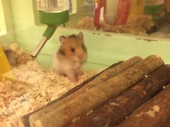 -龙猫仔乐园(惠福东路店)