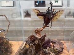 -上海昆虫博物馆