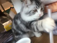 -飞行喵MR PILOT|猫舍·猫咖(静安大融城店)