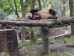 -都江堰中华大熊猫苑