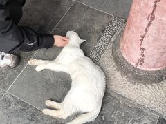 -龙华素斋(龙华路店)