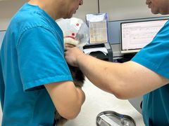 -中农国际动物医院24小时·猫科·骨科·急重症中心