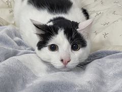 -伟伟宠物医院·瑞派猫友好医院·猫科(光谷店)