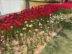 -上海鲜花港
