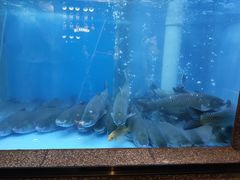 -淘米捞·米汤脆鲩鱼火锅(福田皇岗店)