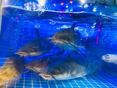 -蛙一刀·麻椒鱼火锅(金仙桥店)