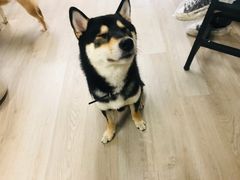 -柴迷FANS CLUB·柴犬狗咖·猫咖