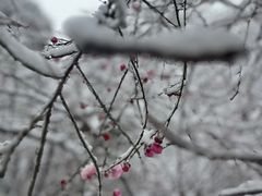-大蜀山国家森林公园