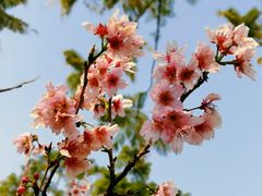 -王借岗森林公园