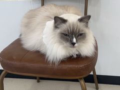 -共舞时光猫咖·狗咖(新街口店)