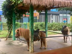 -萌宠亲子动物乐园(槐房万达店)