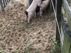 -田园东方蜜桃村的田野营地