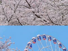 -顾村公园