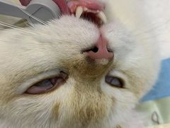 -关爱宠物医院·猫科中心·消化科(滨湖万达分院)