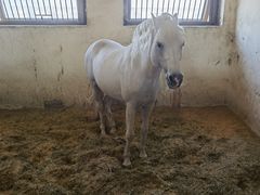 -北京群众马术培训基地