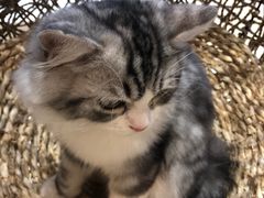 -飞行喵MR PILOT|猫舍·猫咖(静安大融城店)