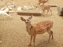 -青岛森林野生动物世界