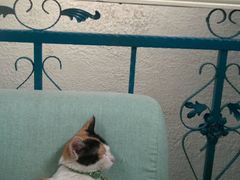 店内装饰-Sirena海妖日咖夜酒