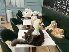 -安格丽娜·狗咖·猫咖羊驼咖(春熙路百盛商场店)
