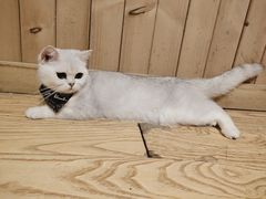 -猫色咖啡·猫咖