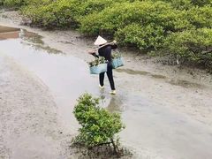-北海金海湾红树林生态旅游区