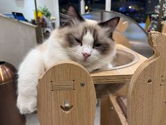 -飞行喵MR PILOT|猫舍·猫咖(静安大融城店)