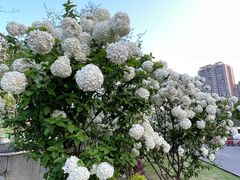 -大龙山(地铁站)