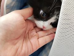-御宝贝·A梦猫科宠物医院(国际猫友好医院)