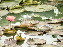 -池杉湖湿地公园