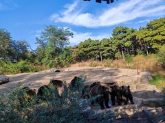 -沈阳森林动物园