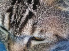 -创凡宠物医院·骨专科  猫科中心(西乡分院)