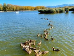 -野鸭湖国家湿地公园