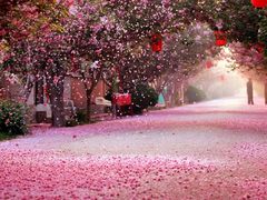 -莱阳濯村樱花园