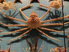 -贝林大翅鲸简餐厅(国家海洋博物馆店)